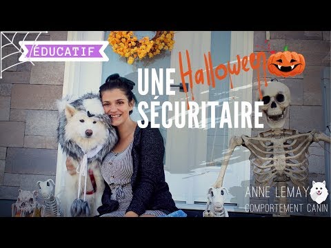 Vidéo: Tricks N Treats: Comment préparer votre chien à Halloween