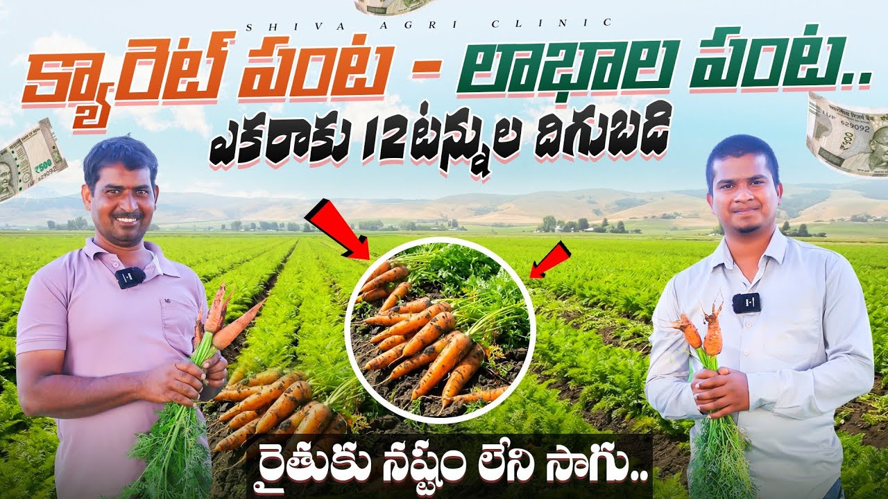 Carrot Farming Success Story | క్యారెట్ సాగుతో ఎకరాకు 12టన్నుల దిగుబడి | Shiva Agri Clinic