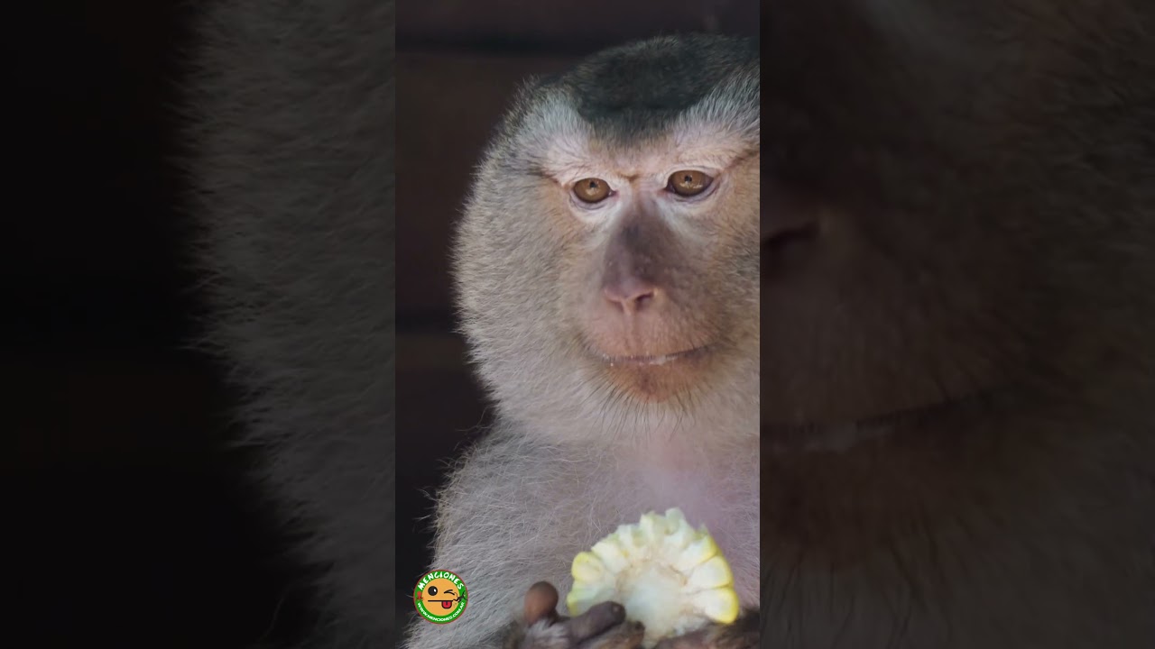 🐒 Macaco de cola larga disfruta su maíz en Ubud, Bali