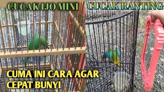 cara termudah merawat cucak ijo mini dan cucak ranting agar cepat mau gacor