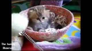 Hayvanların En Tatlı Halleri