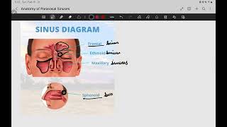 Anatomy of Paranasal Sinuses  basic  part 1 #ENT #mbbs  #UG 