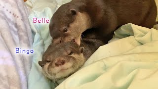 Otter Bingo&Belle energy level is different in the morning and evening