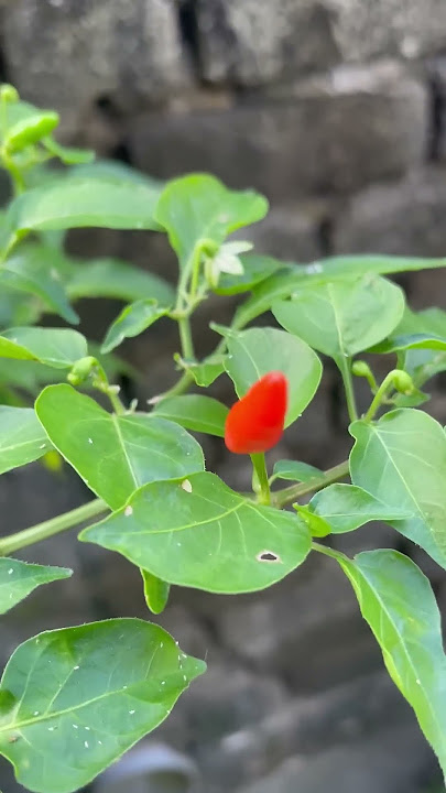 Cili Padi kecil - kecil pedas #rurallife