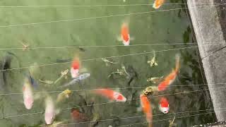 Koi Fish at Yoh Asakura Shaman King Family Home (Izumo Cultural Heritage Museum)