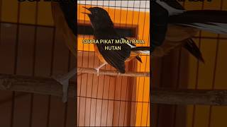 No matter how far the wild magpie robin is, it will definitely come to hear this enticing sound