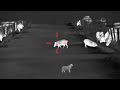 Shooting over a cat to hit a pig surrounded by cattle