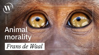 95% of your behavior is primate behavior | Frans de Waal