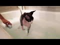 How high maintenance is a sphynx cat?? | The Dark Lord の動画、YouTube動画。