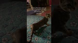 Cats also get periods, called “heat” #shorts #viral