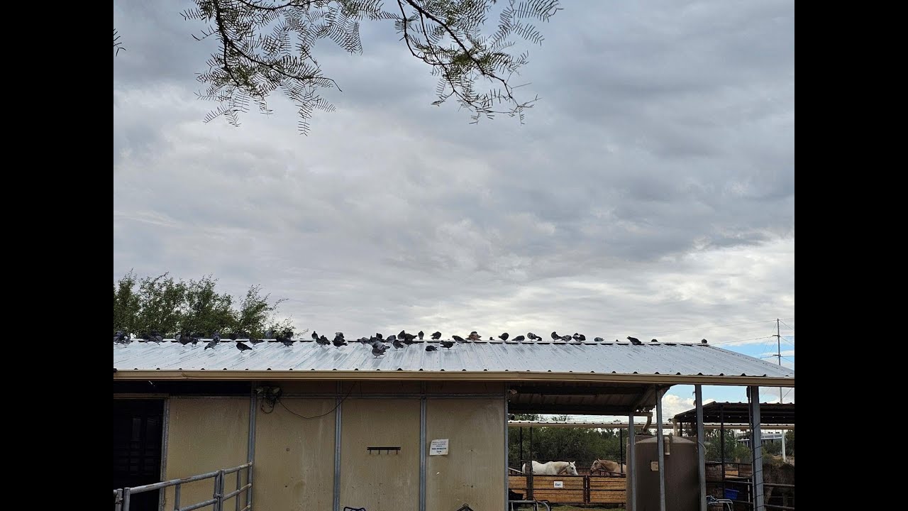 How Symterra Pulse™ Redefines the Future of Bird Control