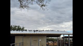 How Symterra Pulse™ Redefines the Future of Bird Control