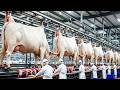 Inside the Future of White Cow Horn & Leather Manufacturing | India’s Mega Luxury Factory