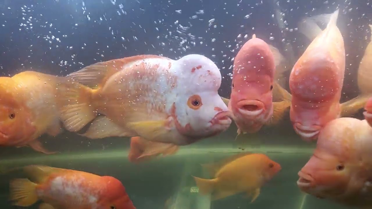 Midas Cichlids 135Gal Ep 7 - Get The Worm