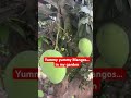 Full of mangos in my Garden #Mango #mygarden