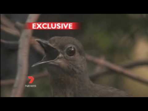 Video: Má lyrebird svoj vlastný zvuk?