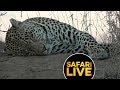 safariLIVE - Sunset Safari - June 2, 2019