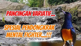 Download Lagu Masteran full variasi, tembakan, kretekan, lengkingan tajam untuk siapan burung juara MP3 Download Lagu Masteran full variasi, tembakan, kretekan, lengkingan tajam untuk siapan burung juara MP3