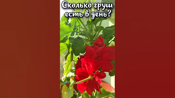 Сколько груш можно есть в день?