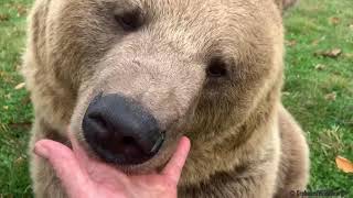 What sounds do bears make?  A bear can purr? (Read description)