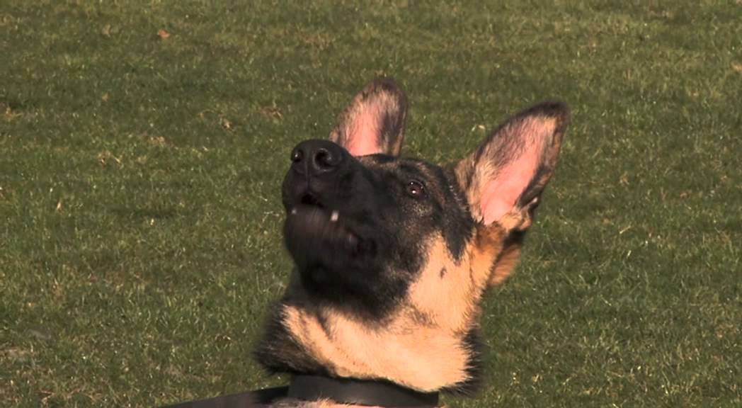 Bella - Northumbria Police dog gateshead fc