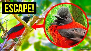 If You See This Bird, Climb a Tree to Safety!