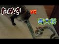 タヌキ　VS　アオダイショウ　(Tanuki VS Japanese rat snake)