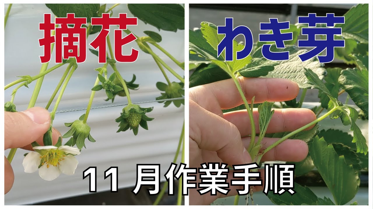 11月いちご作業手順 摘花 わき芽の処理 Youtube