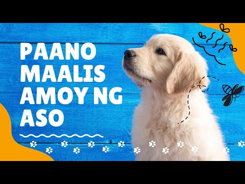 Video: Do-it-yourself warm kennel para sa isang aso. Simple at mabilis na solusyon