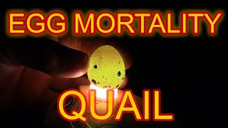 EGG MORTALITY IN COTURNIX QUAIL - Causes of egg mortality and how to correct them.