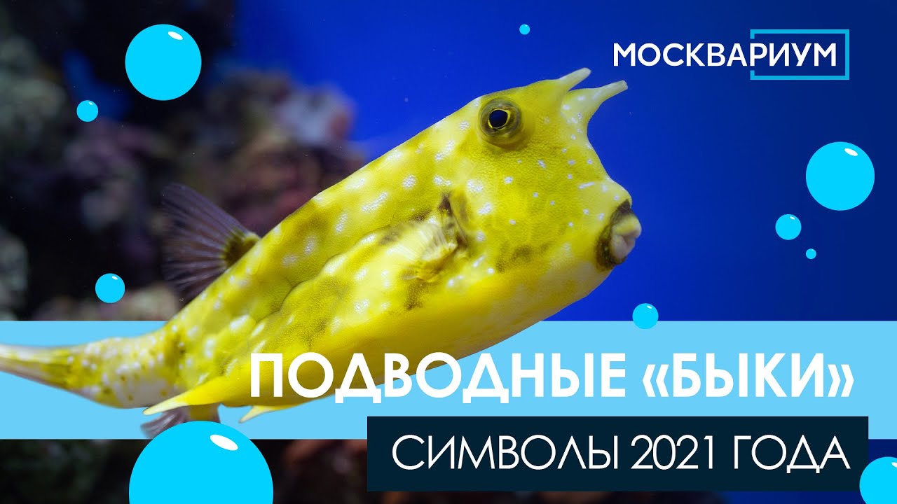 Москвариум Цены На Новый Год
