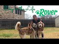 Day in the Life as a Rover Pet Sitter