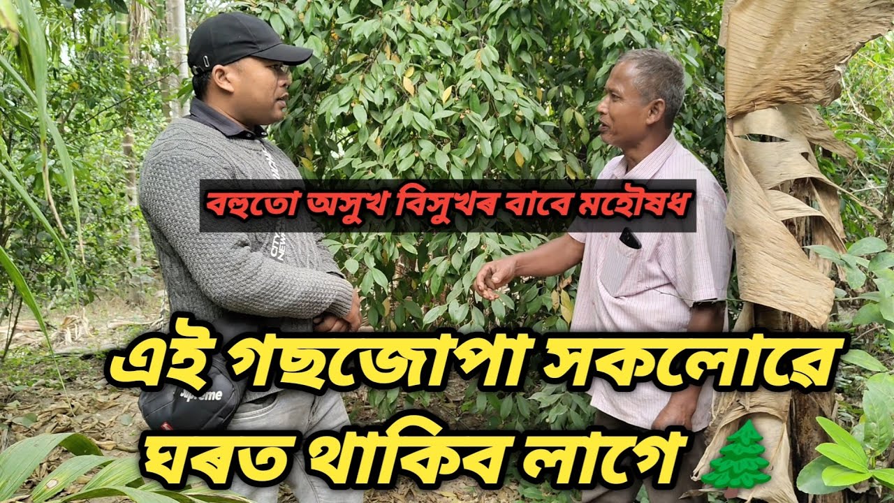 ৰূপহী থেকেৰাৰ বিষয়ে জানোঁ আহক 🌲 #agriculture 