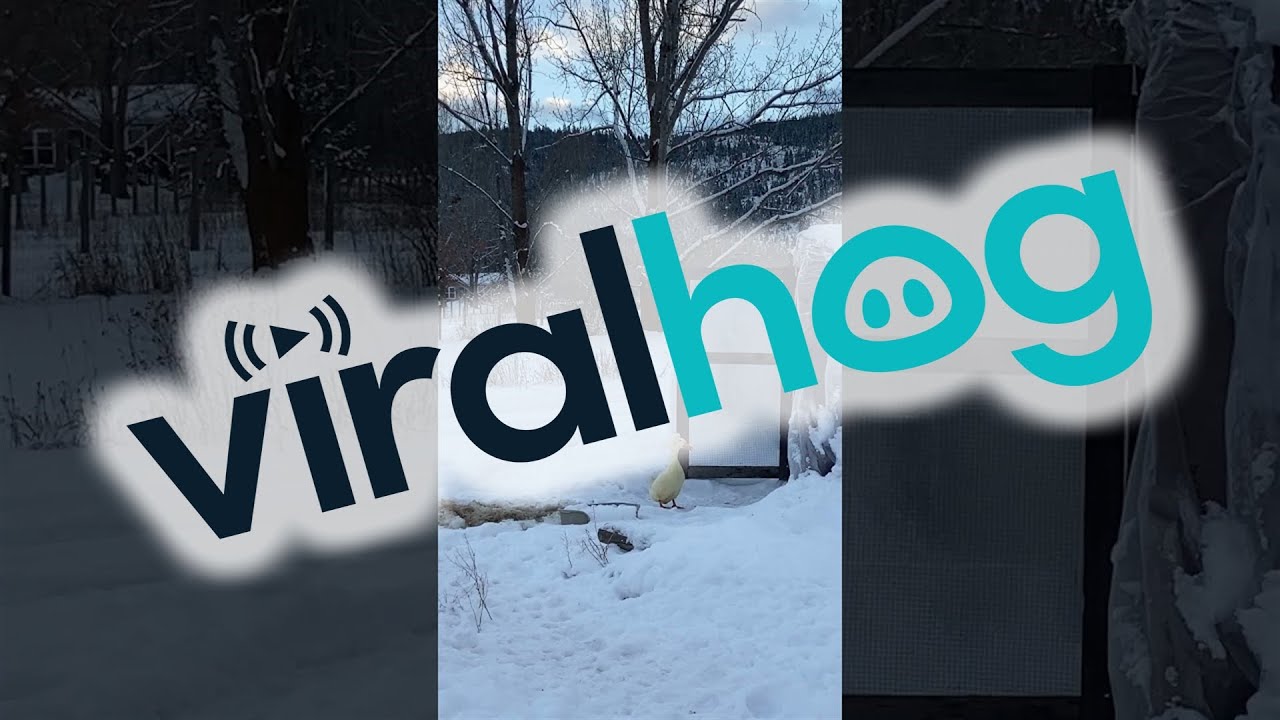 Pet Duck Is Not Impressed by Winter || ViralHog