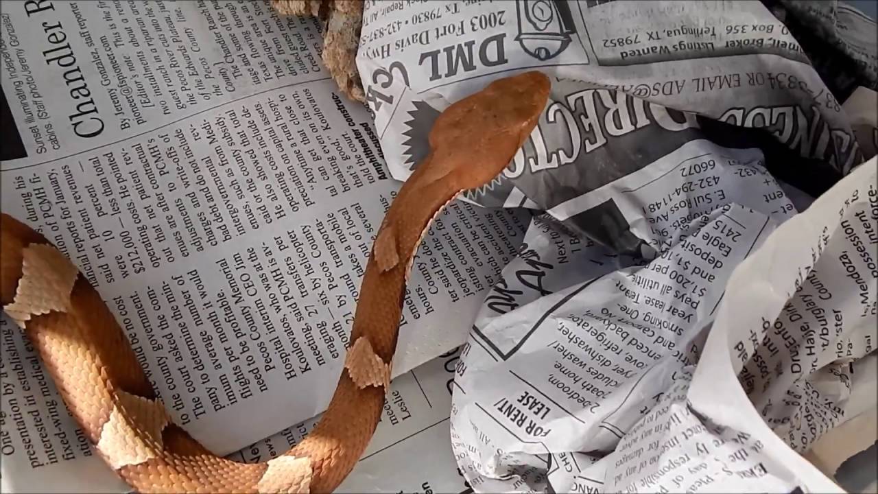 snakes on a plane พากย์ไทยเต็มเรื่อง Case's Snake Cruising (Out Of Season) Feature #8 - Mr. Copperhead!