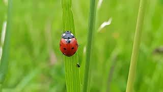 Божья коровка (семиточечная) 🐞🐞