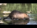 Nutria (Coypu) and fish (Pesca) along the Bisenzio River, Prato, Italy