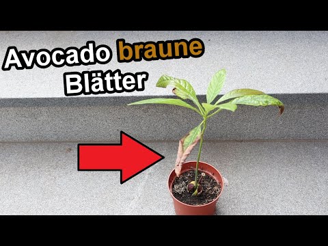 Video: Lychee-Blätter werden braun: Braune Blätter an einem Litschi-Baum diagnostizieren