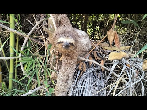 Bicho-preguiça é visto novamente em avenida do Urbanova
