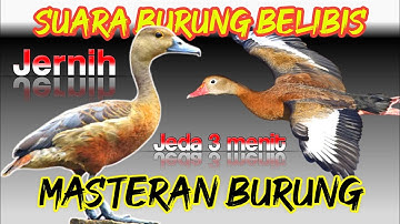 Suara Burung Belibis | Suara Masteran Burung