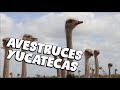 Avestruces Yucatecas