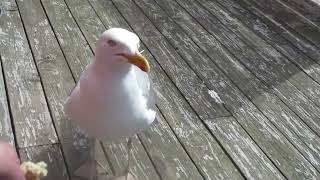 Gus the Seagull  Happily Hand Fed!