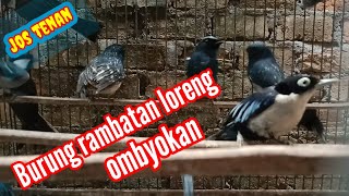 @burung rambatan loreng ombyokan