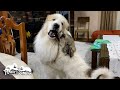 重い腰を上げて…子育てを始めたアランです Great Pyrenees グレートピレニーズ