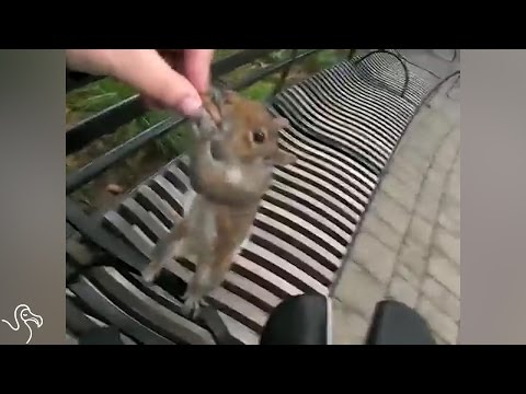 Video: Denna räddade Chipmunk upptäcka nya skivor är allt