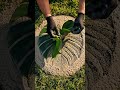 This Concrete Leaf Hack Shocked My Entire Neighborhood #garden #diy #hack