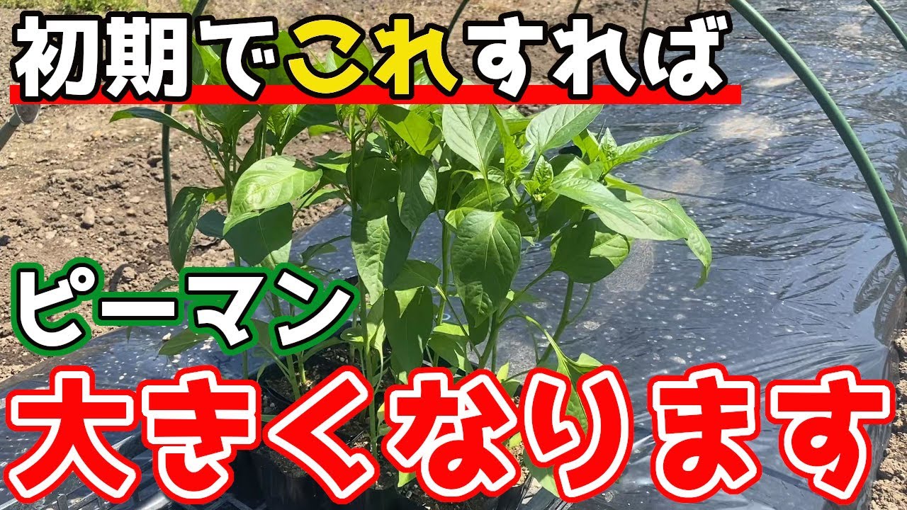 Green peppers] The beginning is crucial! We will introduce some