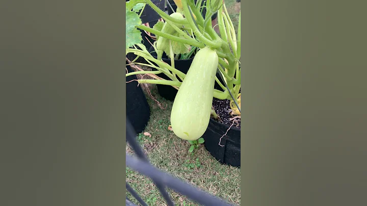 My first time harvesting a grey zucchini!! ( BEGIN...