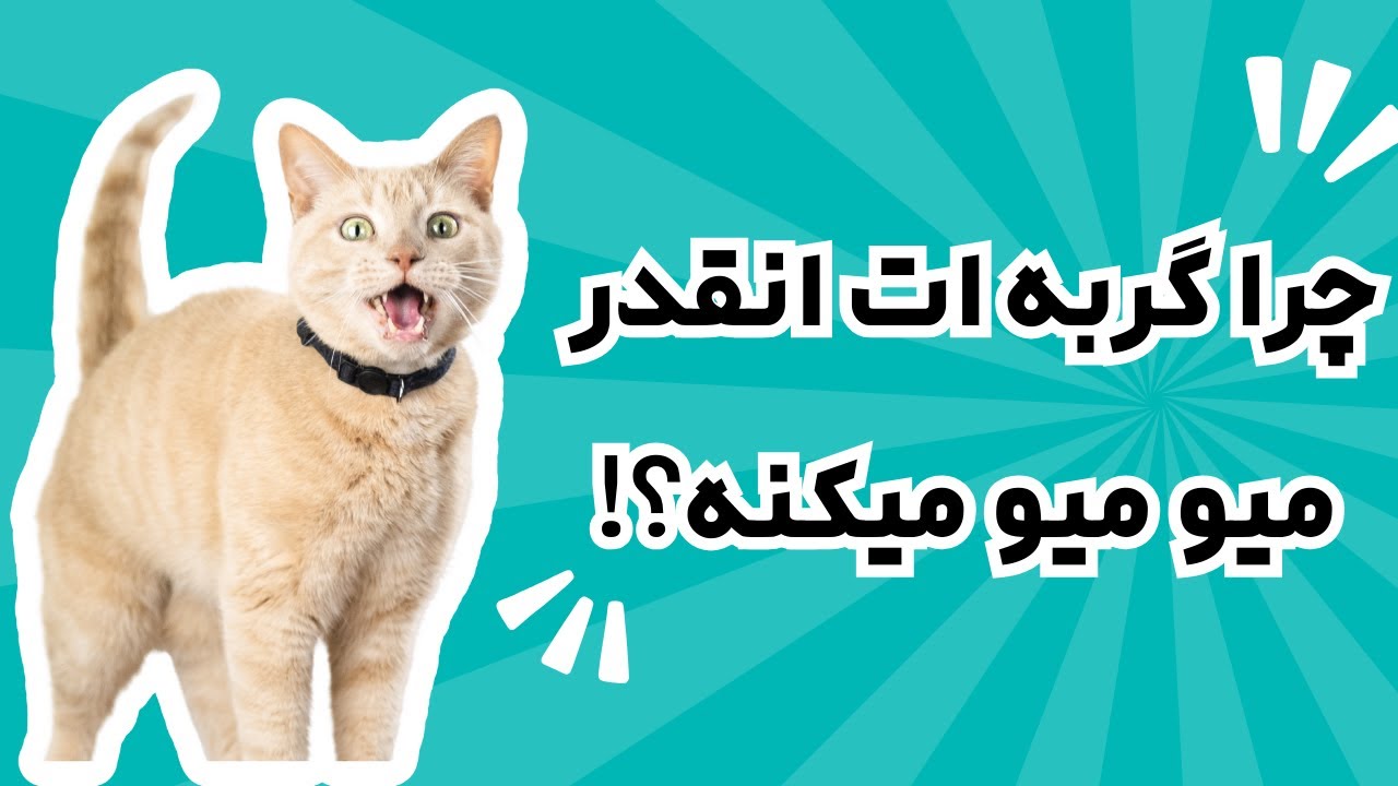 چرا گربه‌ها اینقدر میو میو می‌کنند؟ راهکارهایی برای کاهش صدای مداوم