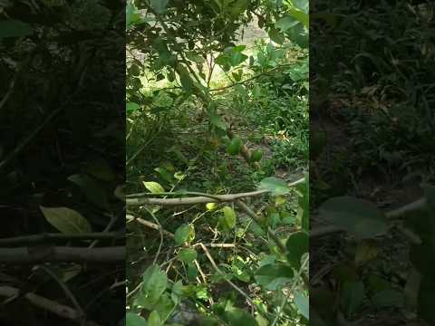 লেবু 🍋 ❌ স্বর্ণ ✅  #minivlog #vlog #shorts